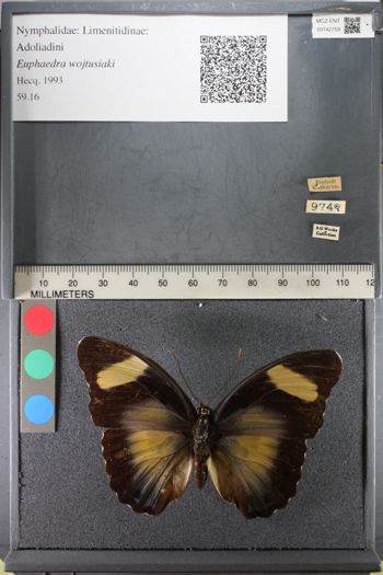 Media type: image;   Entomology 142759